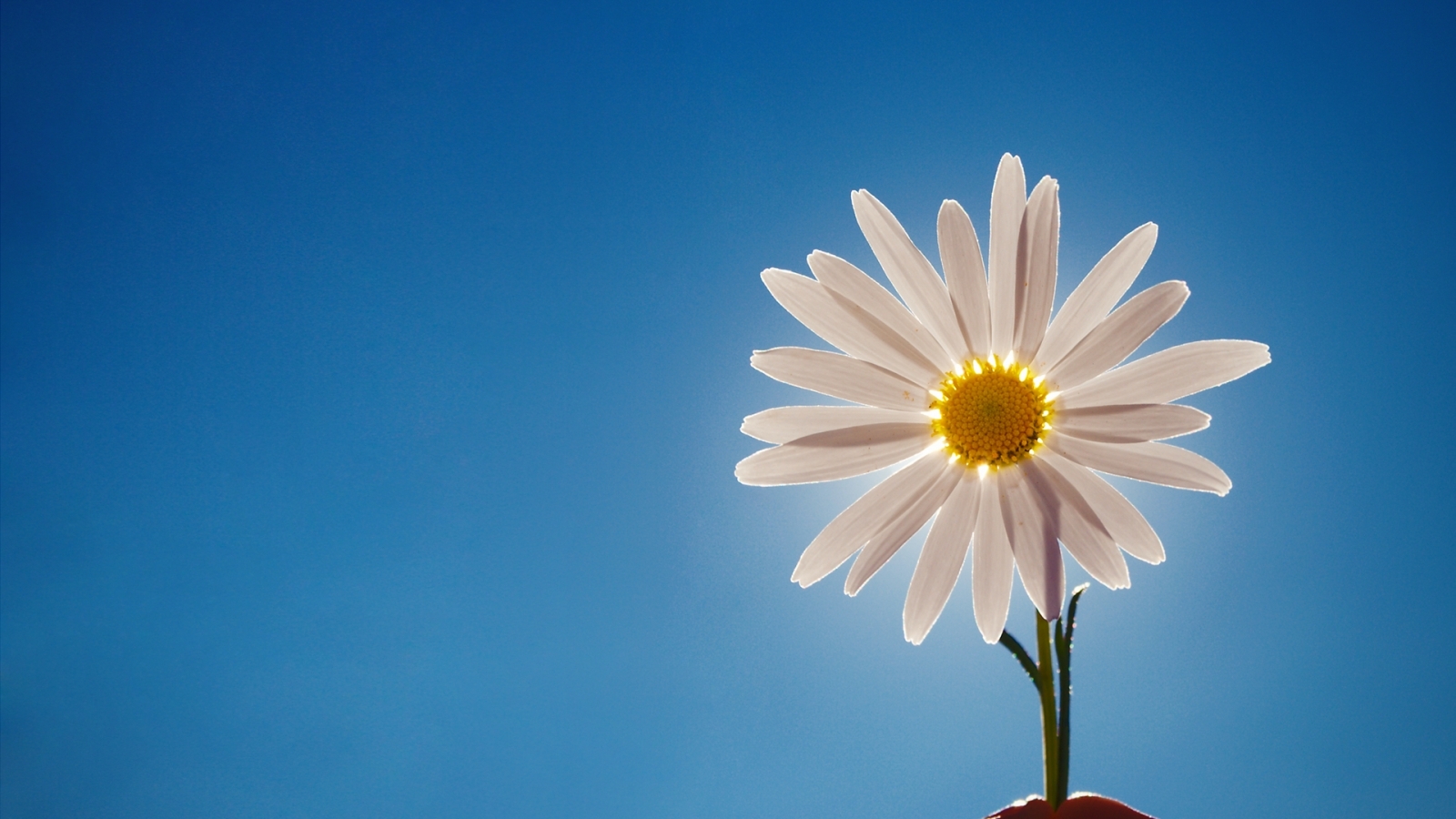 daisy-flower-below-sunlight-wallpaper-1600x900-538b687a89a91.jpg